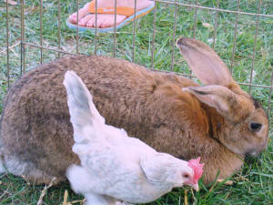 Oracle Band at FutureCare Harvest Festival 2008